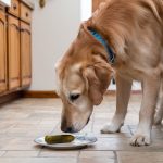 Are Pickles Safe for Dogs?