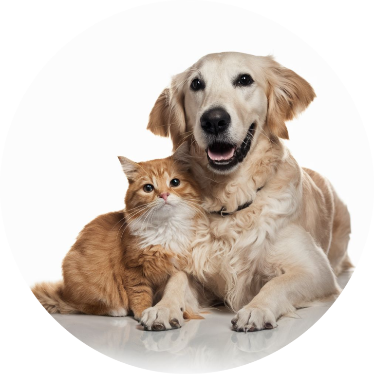 Enhance Your Pet’s Well-being