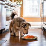 Is Salmon Safe for Dogs Everything You Need to Know