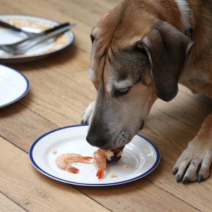 can dogs eat shrimp .