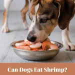 Can Dogs Eat Shrimp?