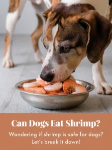 Can Dogs Eat Shrimp?