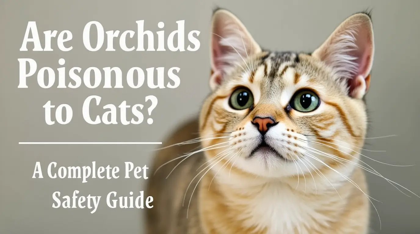 Are Orchids Poisonous to Cats